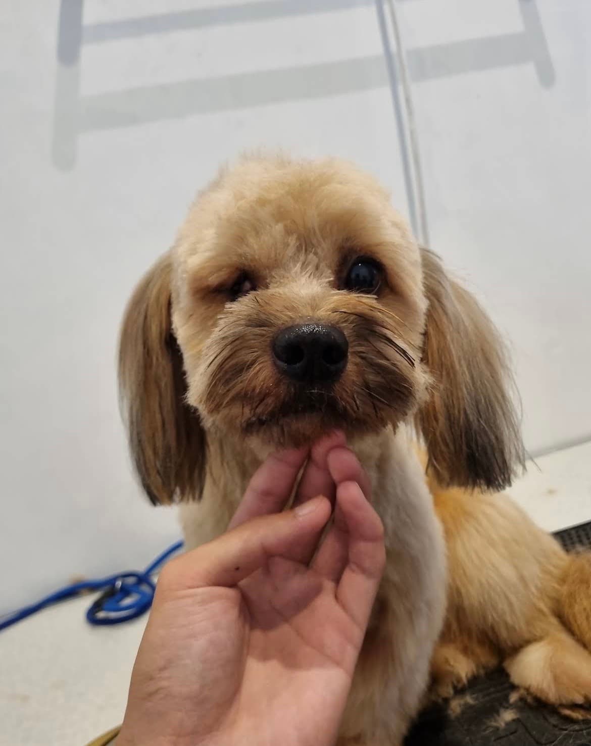 PET GROOMING BALI – Home Service Pet Grooming — photo 1