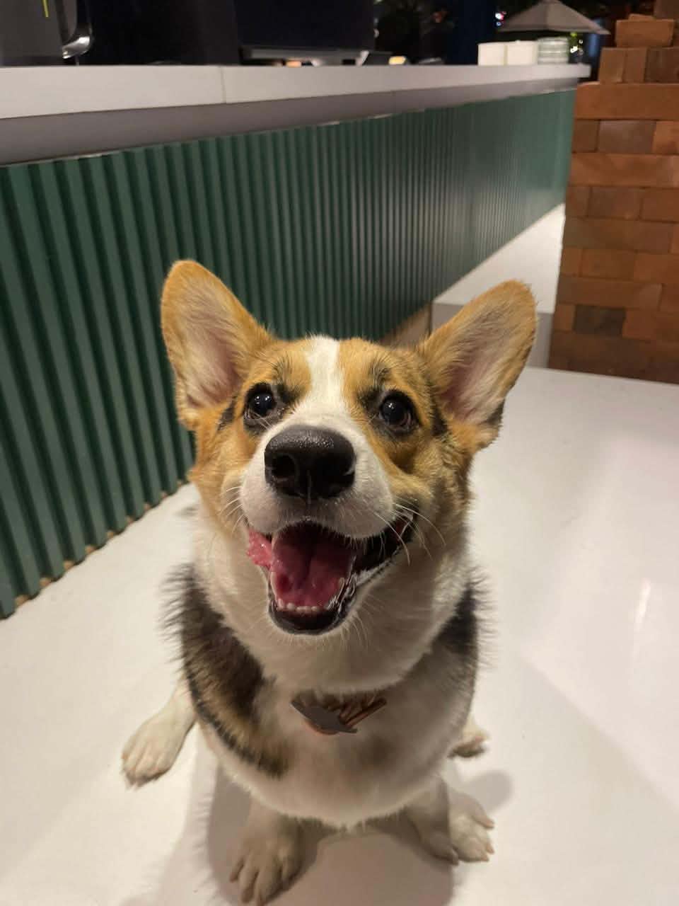 PEMBROKE WELS CORGI STAMBUM CERTIFICATE (1/3)